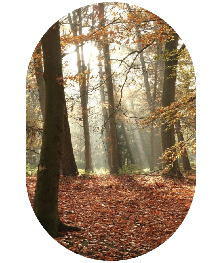 Vind het/jouw licht in het donker