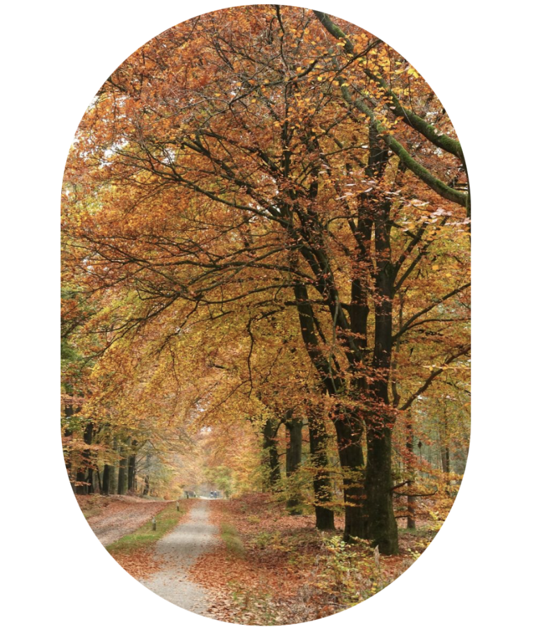 Een mooie weg naar herstel