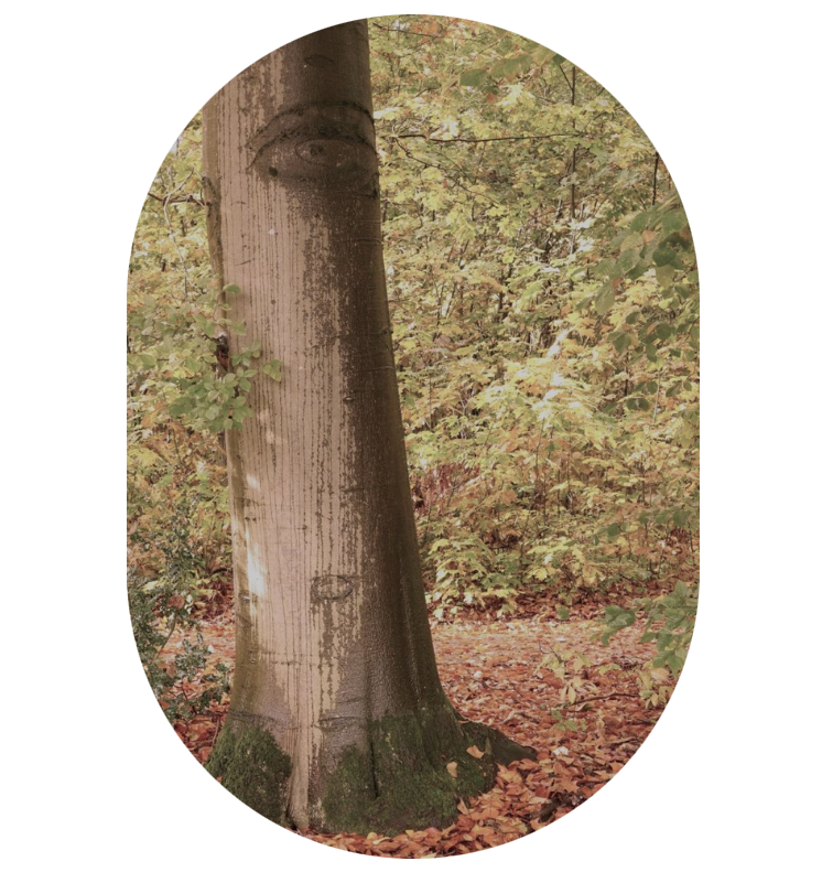 Knipoog, overdenking