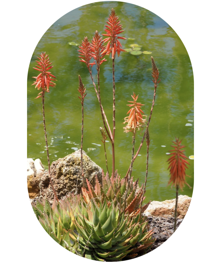 Groei en bloei van binnenuit